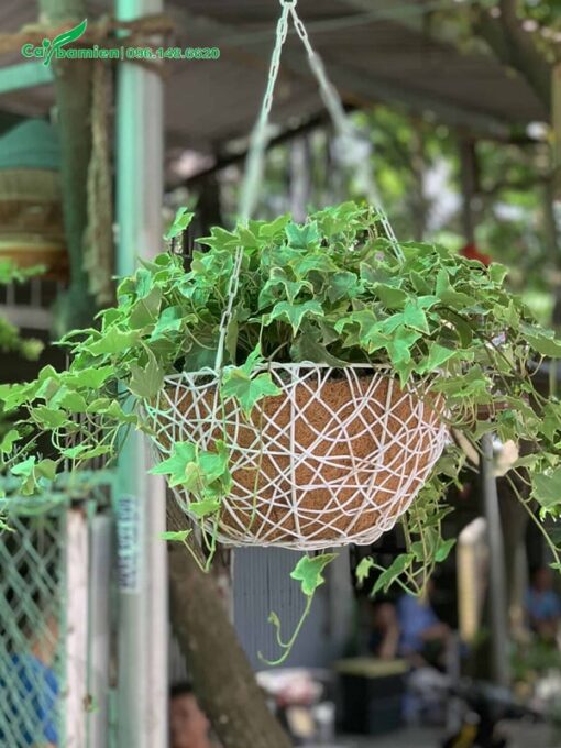 Thường Xuân trồng trong giỏ treo đẹp