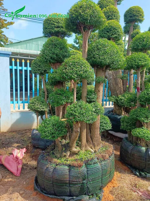 Chậu mai Chiếu Thủy lâu năm, tán tầng đẹp