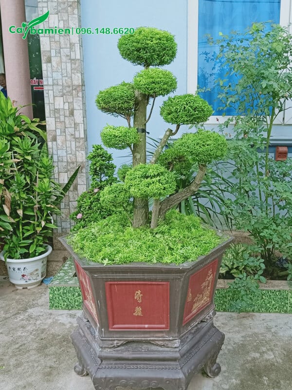 Chậu cảnh bonsai đặt trong sân biệt thự