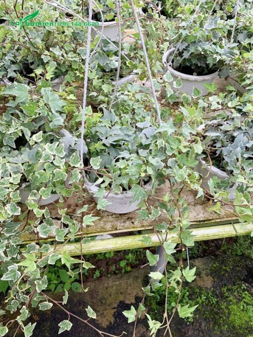Hình ảnh những chậu dây Thường Xuân tại vườn
