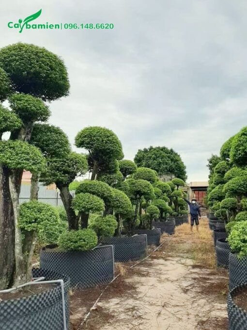 Vườn Mai Chiếu Thủy cổ thụ, toàn các gốc khủng