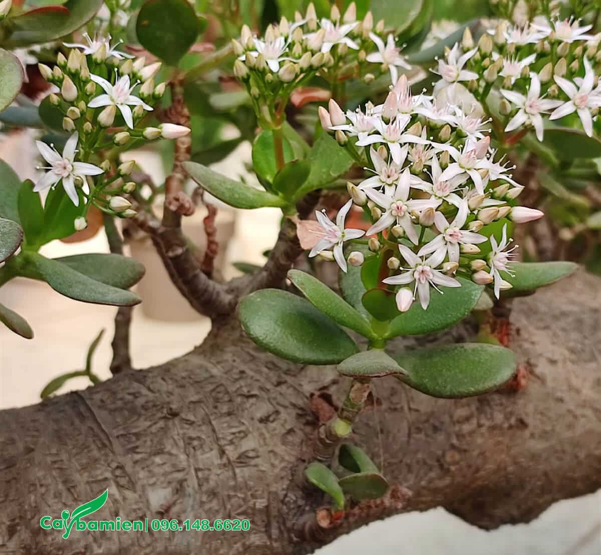 Cây Ngọc Bích cổ thụ bonsai nở rộ hoa