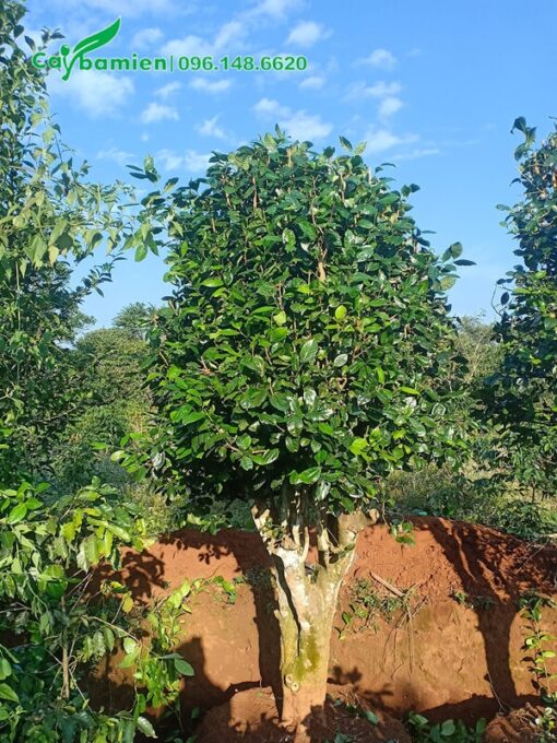 Cây chè xanh cao 3m được chọn để trang trí sân vườn, khuôn viên công trình
