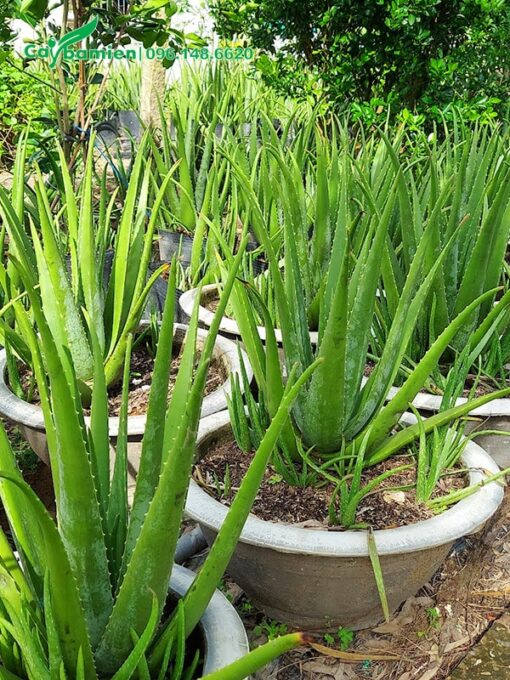 Nha đam Thái trưởng thành, bắt đầu cho thu hoạch bẹ