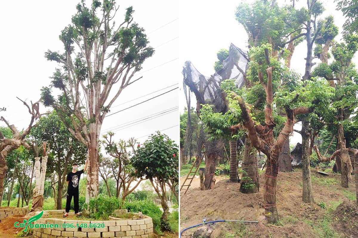 Hai cây Quấy Hồng Bì cổ thị đang giâm ủ tại vườn
