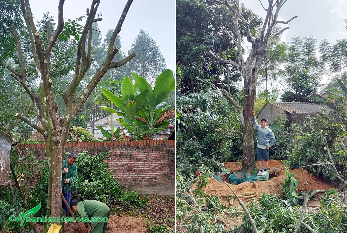 Công nhân đang tiến hành trồng cây Quất Hồng Bì cổ thụ