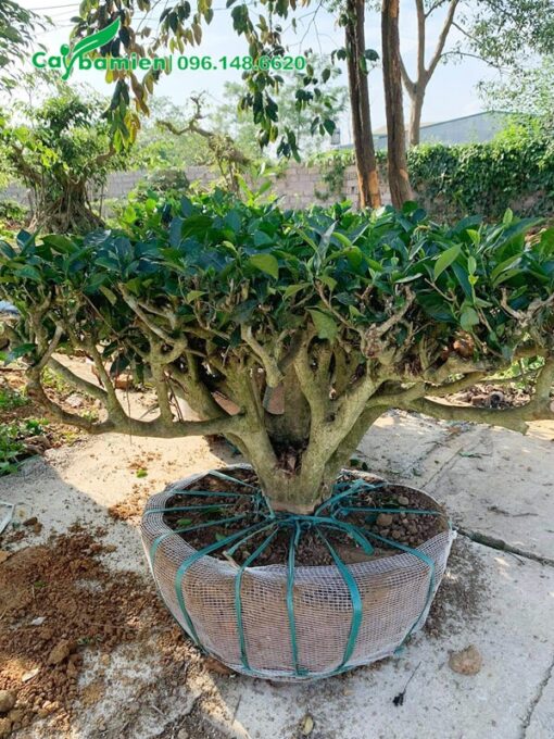 Gốc chè xanh 20 năm, tán 80cm