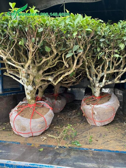 Những cây chè tán tỏa đẹp, cành tán khẳng khiu