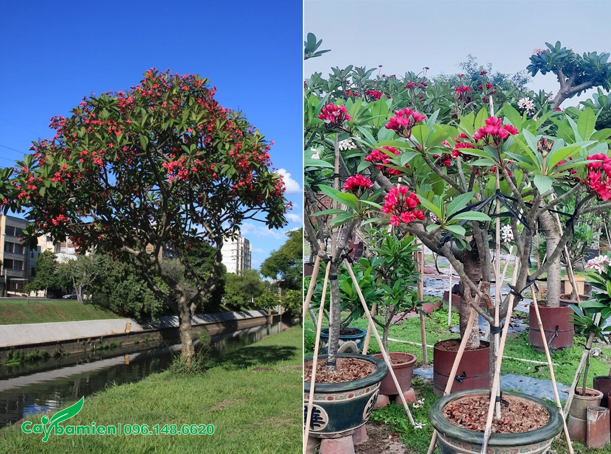 Hoa đại trồng làm cảnh, cây bonsai đẹp
