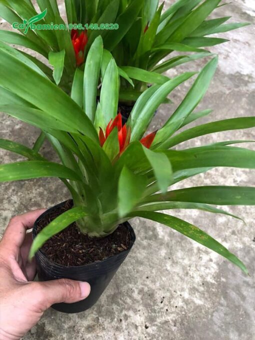 Cây giống vẫn còn trong bầu nhưng đã bắt đầu nở hoa