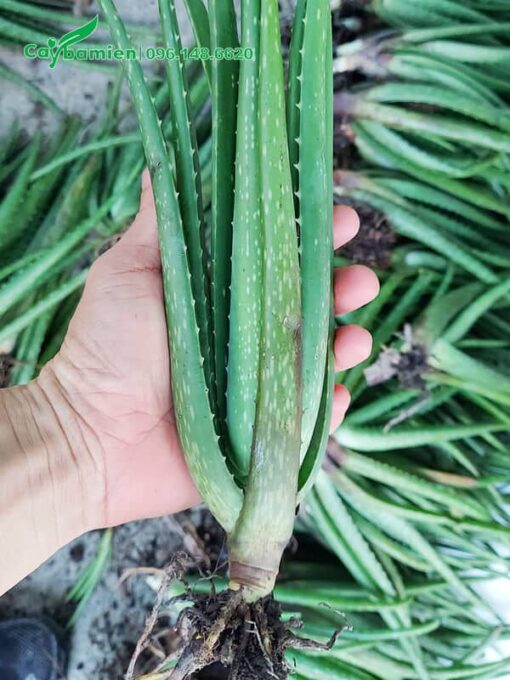 Hình ảnh cây Nha Đam giống, chiều cao khoảng 30cm