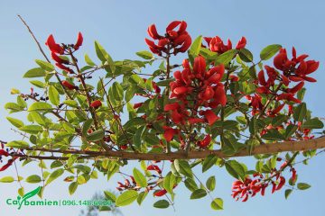 Sắc hoa cây osaka đỏ nổi bật dưới nền trời trong xanh