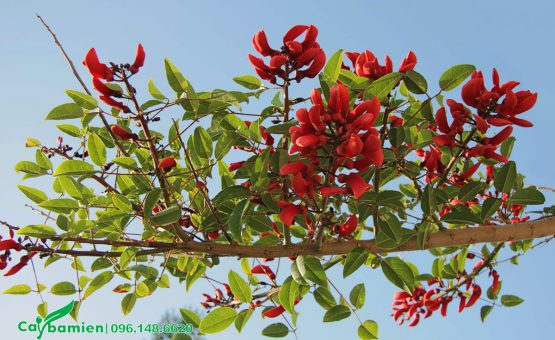 Sắc hoa cây osaka đỏ nổi bật dưới nền trời trong xanh