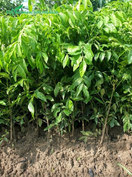 Cây giống Quất Hồng Bì cao 70cm