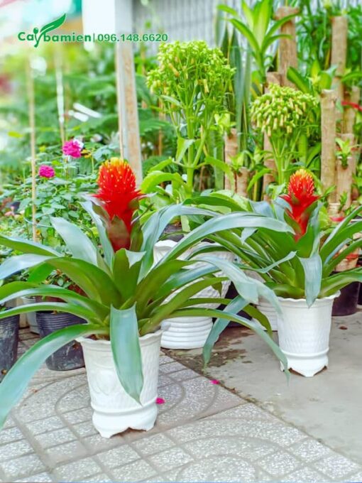 Loại Phong Lộc Hoa to, mỗi chậu chỉ trồng 1 cây cũng vô cùng nổi bật
