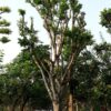 Quất Hồng Bì lâu năm đã giâm ủ
