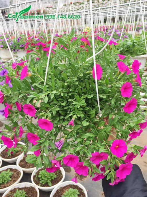 Bán cây đã cho hoa, tạo tán đẹp