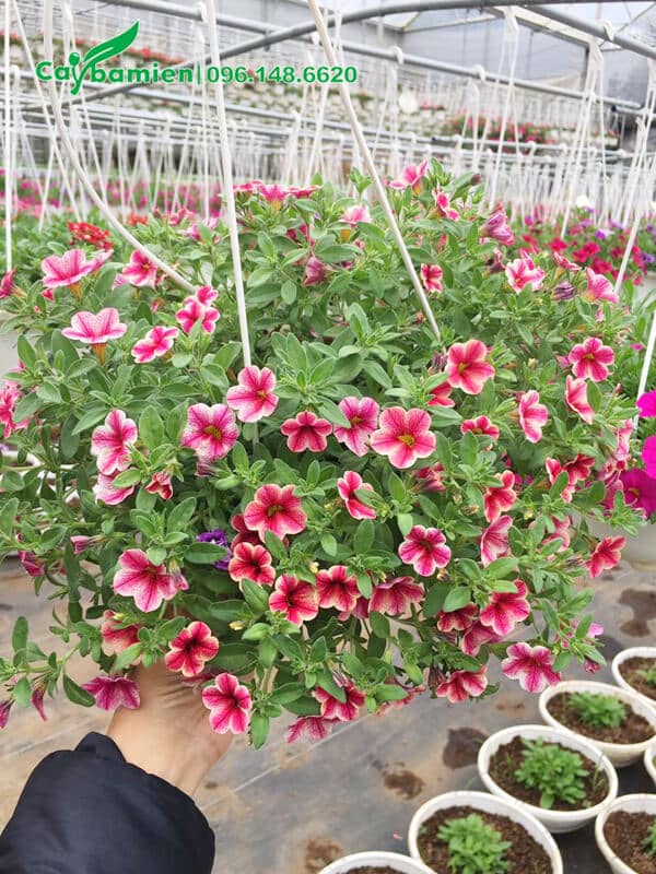 Cây Triệu Chuông có hoa kẻ sọc hai màu hồng trắng độc đáo
