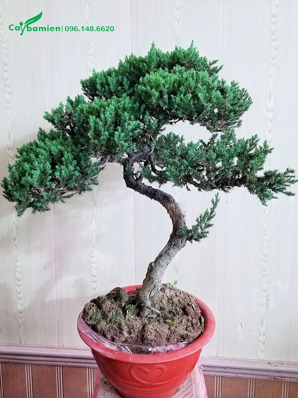 Cây bonsai đẹp trang trí phòng khách