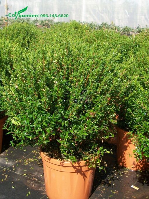 Chậu cây hoa Hướng Đào cao 80cm, tán tròn đường kính 50cm