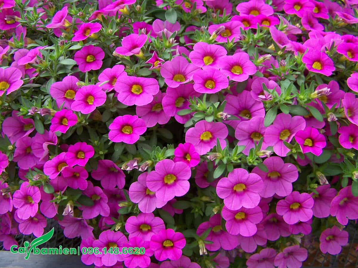 Chậu hoa màu hồng tím đẹp với chi chít hoa mọc lên