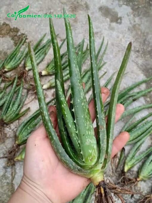 Cây giống Nha Đam Mỹ chất lượng