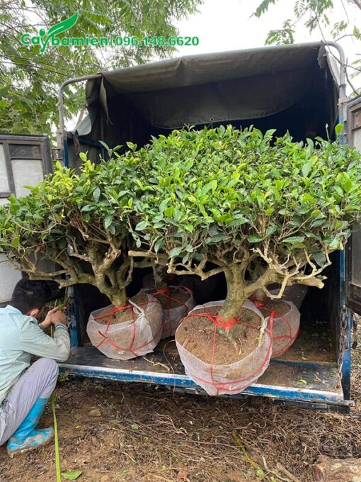 Xếp cây chè xanh cổ thụ lên xe giao cho khách hàng