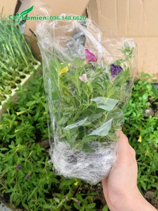 Cây giống được bọc kỹ và đóng thùng cần thận khi giao cho khách hàng