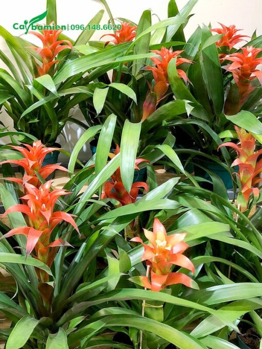 Hoa Dứa Cảnh Nến pha màu đỏ và cảm cực đẹp