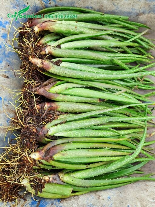 Những cây Nha Đam giống mới tác chồi từ cây mẹ