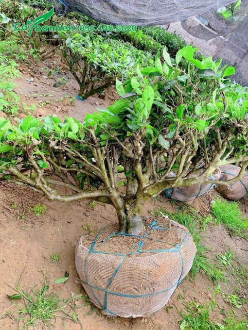 Cây trà xanh cổ thụ bó bầu bằng lưới tự tiêu