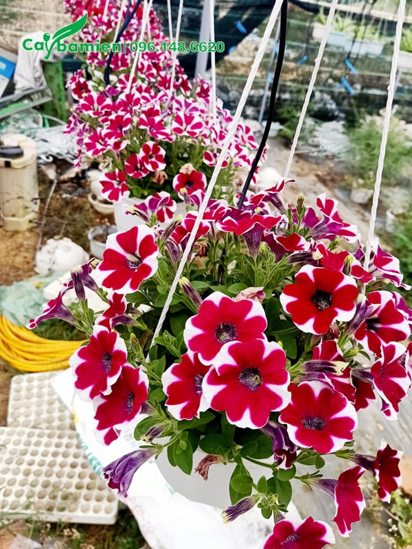 Giống cây hoa Triệu Chuông hoa đỏ có điểm thêm màu trắng