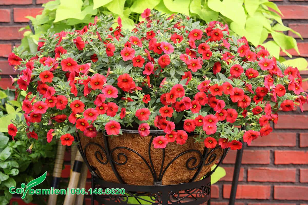 Chậu hoa Triệu Chuông trang trí nổi bật trong sân vườn với sắc hoa đỏ