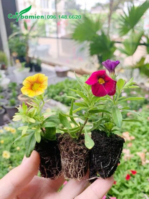 Cây giống giâm cành còn nhỏ đã cho hoa đẹp