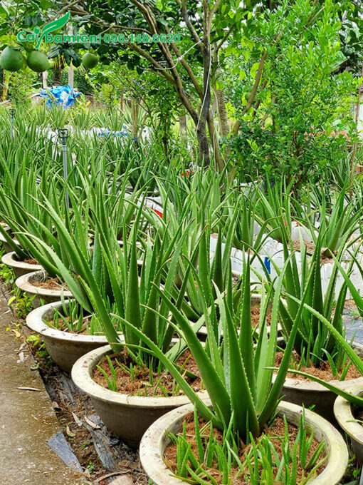 Loại cây Nha Đa trưởng thành, cao 50cm
