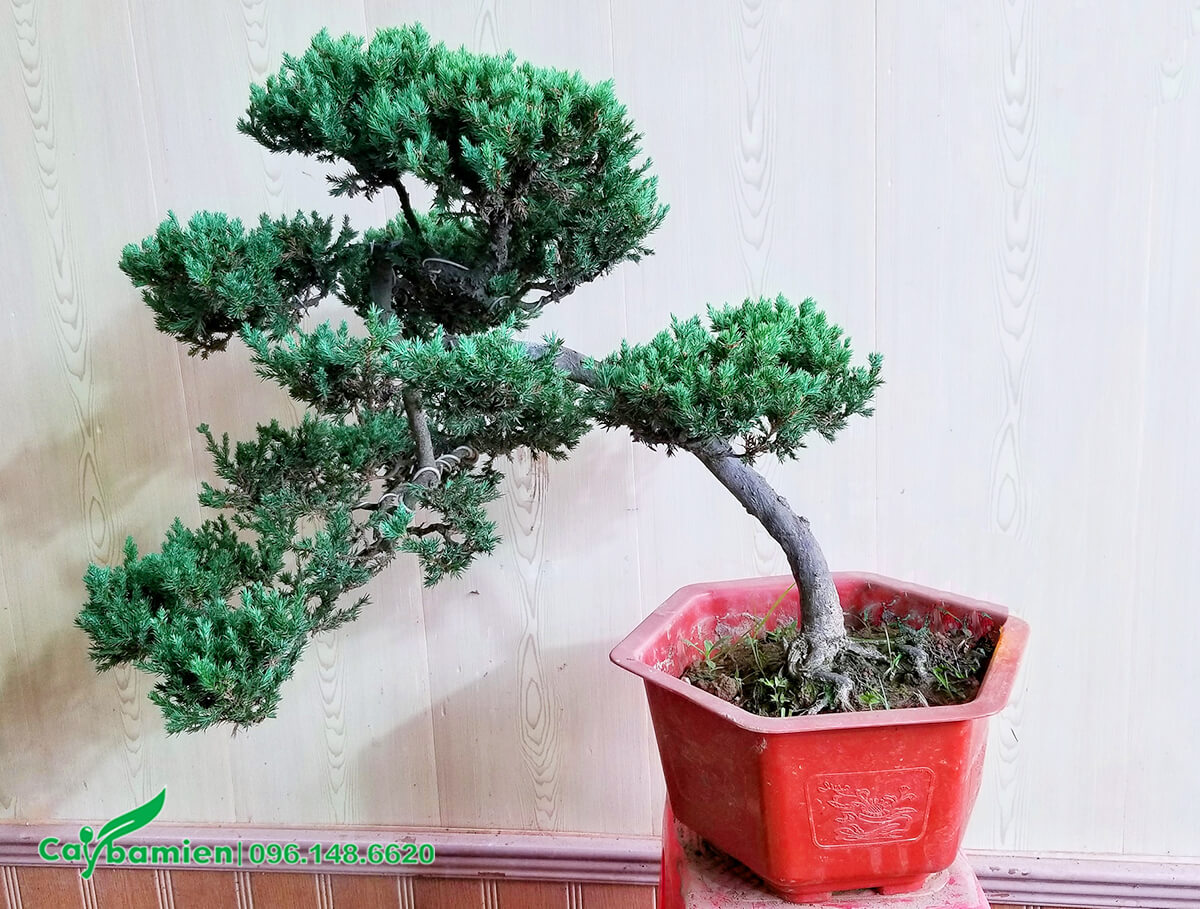 Một cây Tuyết Tùng bonsai dáng nghiêng nghệ thuật