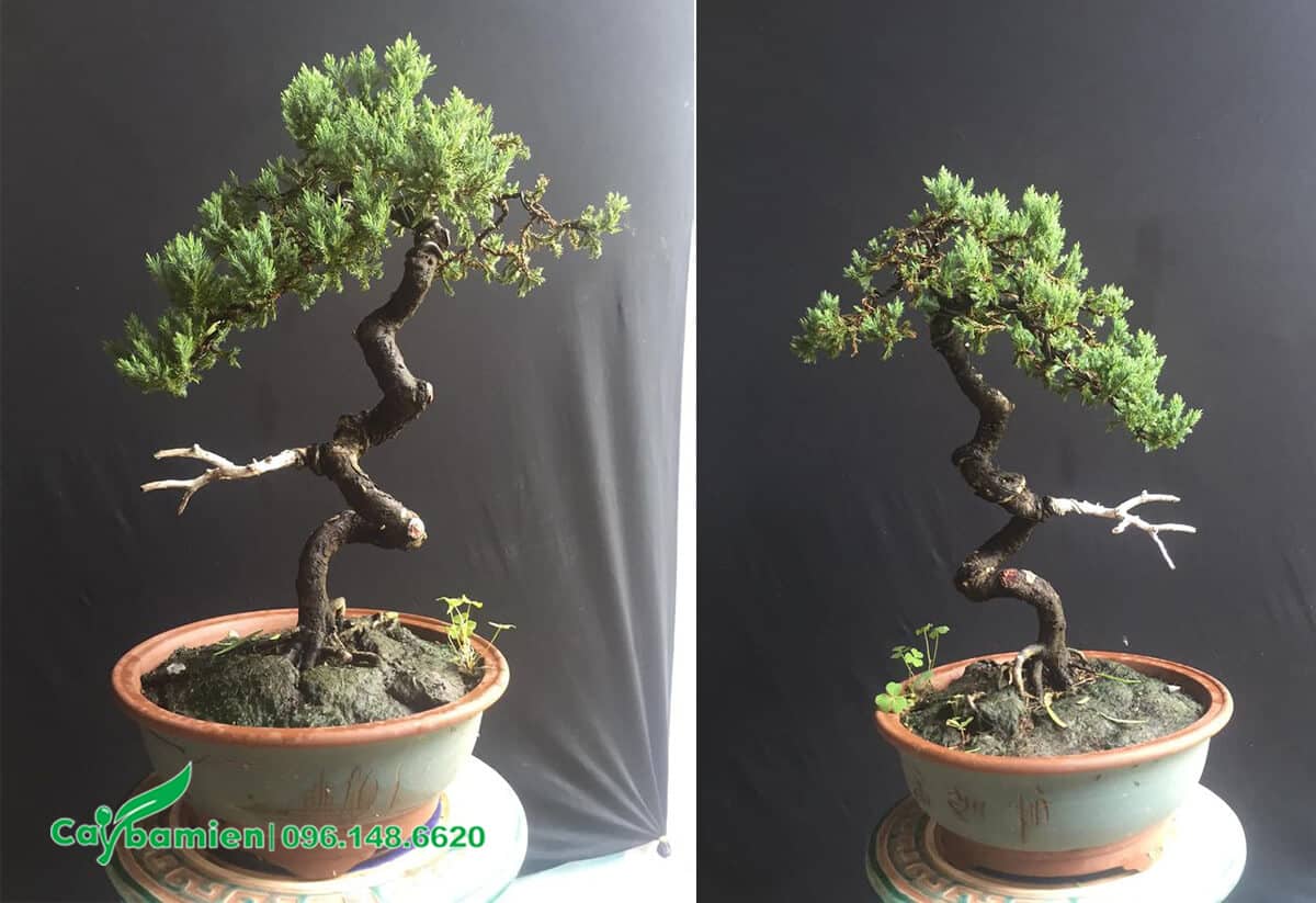 Cây Tùng Tuyết mini với dáng bonsai siêu độc đáo