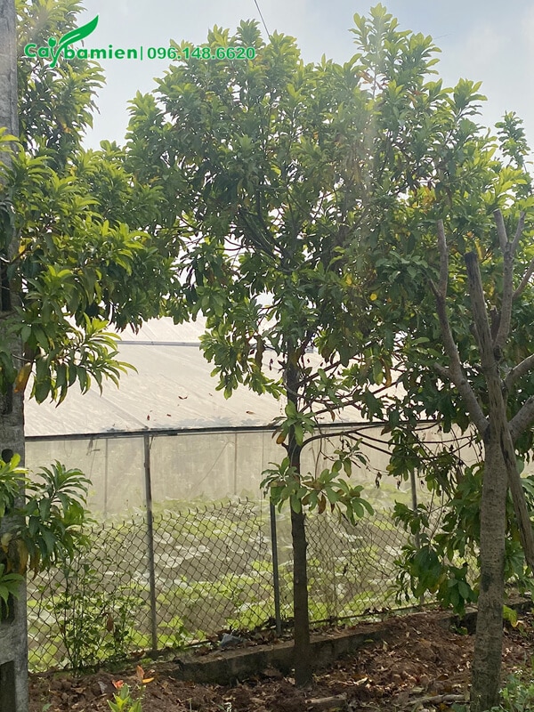 Trồng cây vú sữa Đài Loan trong vườn nhà