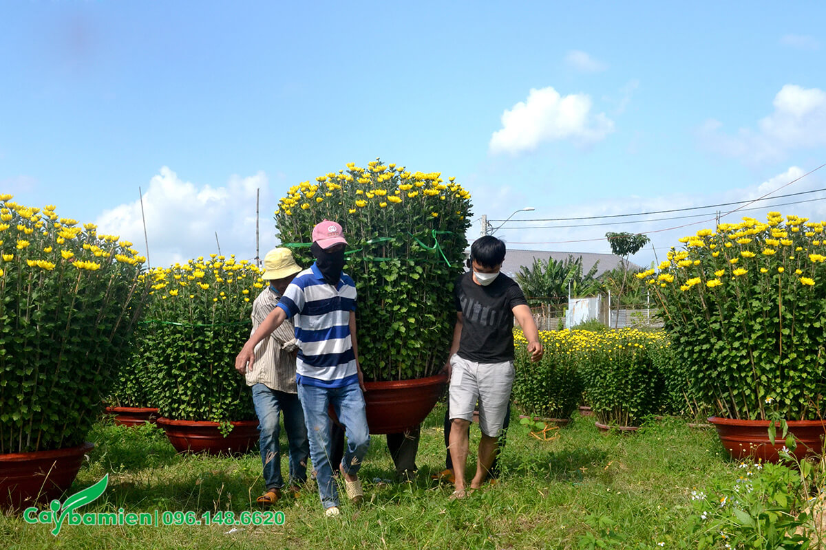 Công nhân đang di chuyển cây hoa cúc vàng cao 1m2 ra xe cho khách hàng