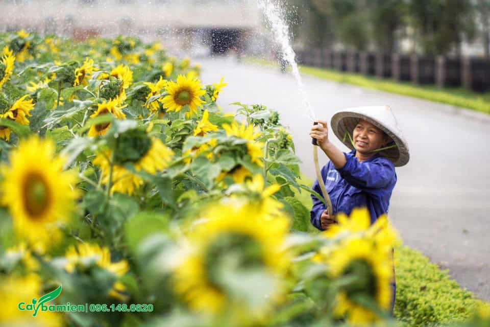Công nhân đang tưới nước cho vườn hoa Hướng Dương trưởng thành