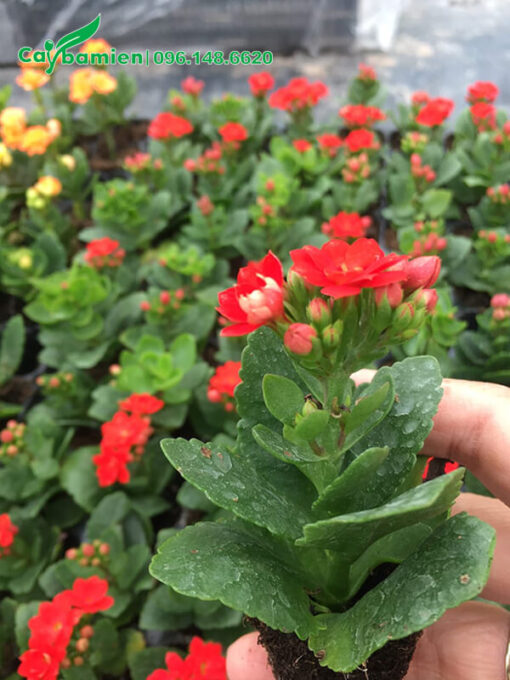 Cây giống Sống Đời hoa đỏ