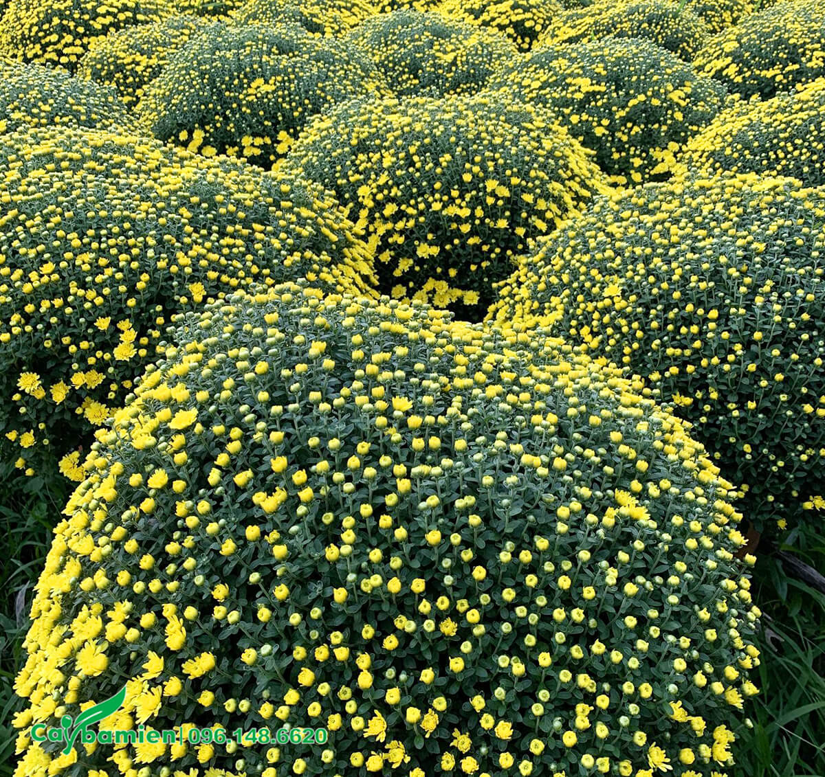 Cúc mâm xôi hoa vàng tán tròn, chiều cao 60 - 70cm