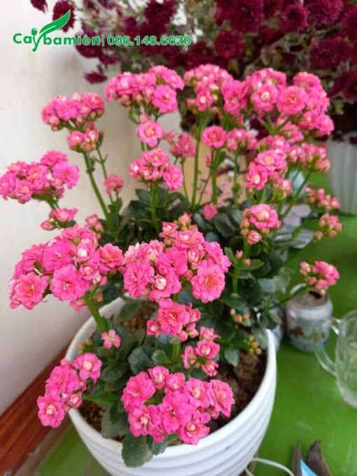 Sống Đời Cảnh có hoa màu hồng đẹp