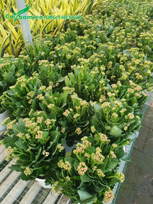 Sống Đời mới đưa vào trồng trong chậu nhựa