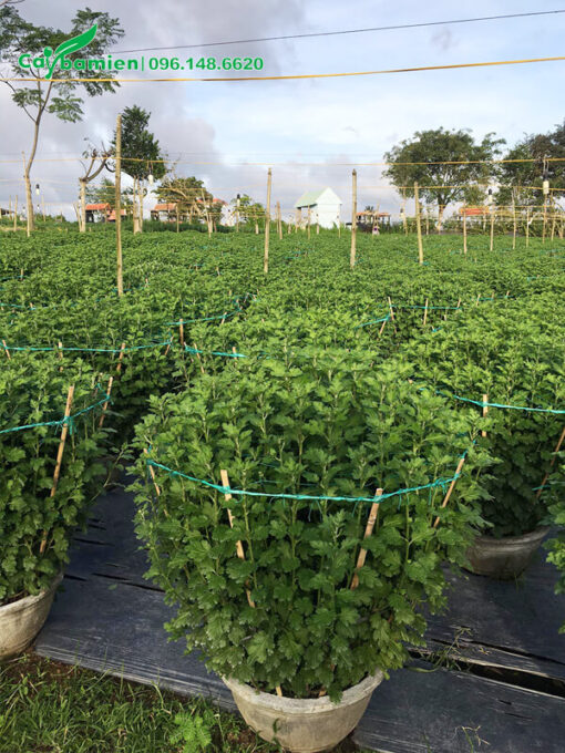 Vườn cây hoa cúc vàng đã trưởng thành