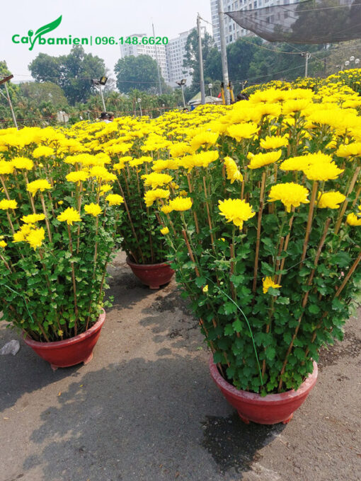 Cúc vàng cao 80cm, hoa vàng nở rực rỡ