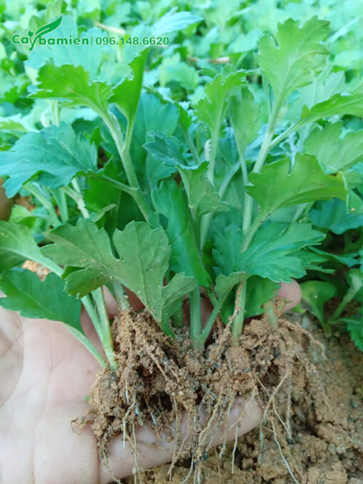 Cây giống nhỏ, chiều cao hơn 10cm, không sâu bệnh
