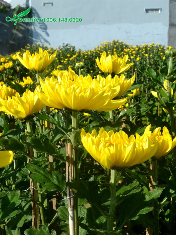 Bông hoa cúc vàng nở đẹp, đường kính bông 8 - 10cm