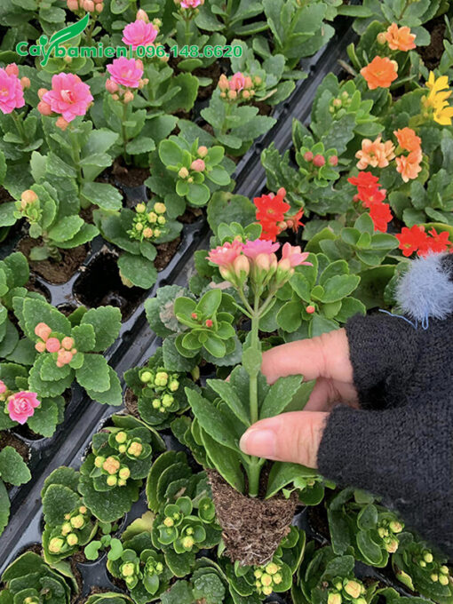 Cây hoa Sống Đời giống cao 10cm, đã bắt đầu cho hoa
