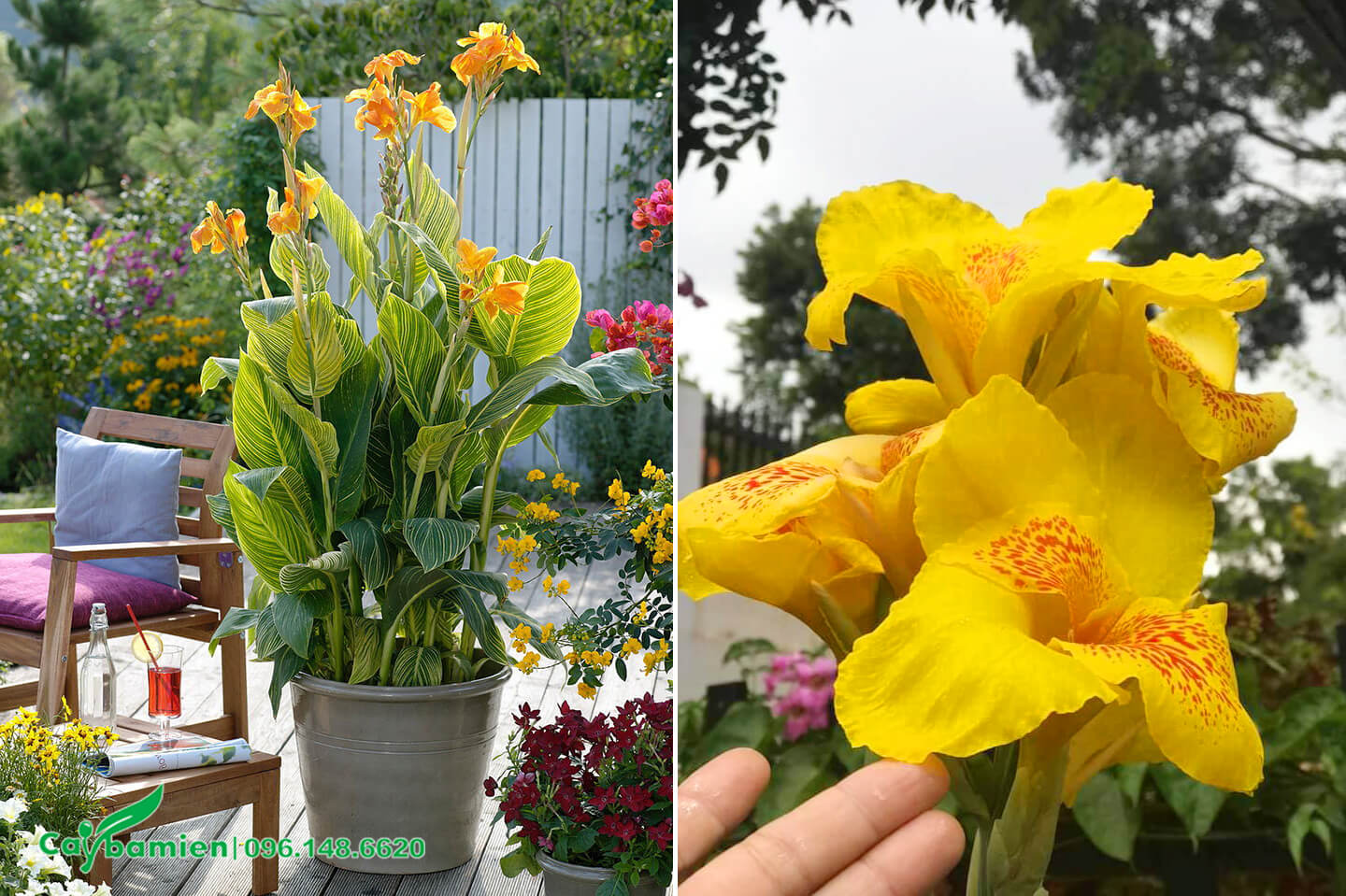 Chậu cây hoa Dong Riềng vàng đẹp trang trí sân vườn